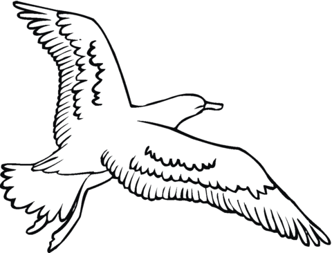 Seagull Is Flying Coloring Page